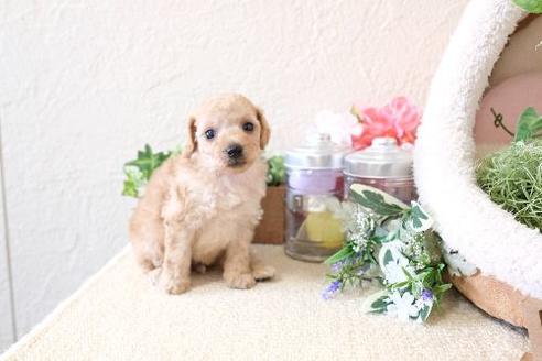 成約済の滋賀県のトイプードル-129919の2枚目