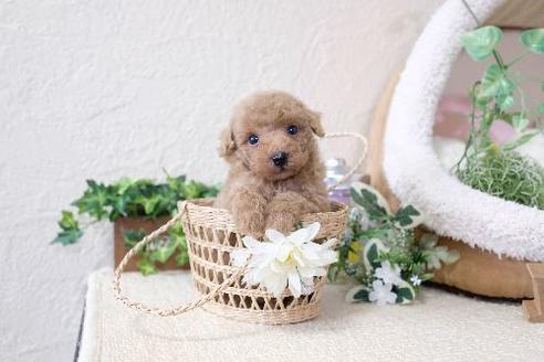 成約済の滋賀県のトイプードル-131412