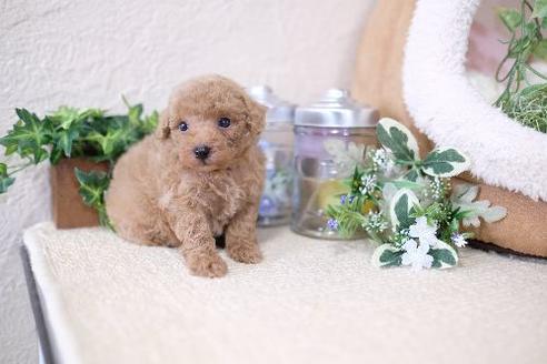 成約済の滋賀県のトイプードル-131412の3枚目