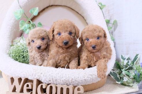 成約済の滋賀県のトイプードル-131412の2枚目