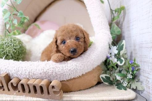 成約済の滋賀県のトイプードル-131413の1枚目