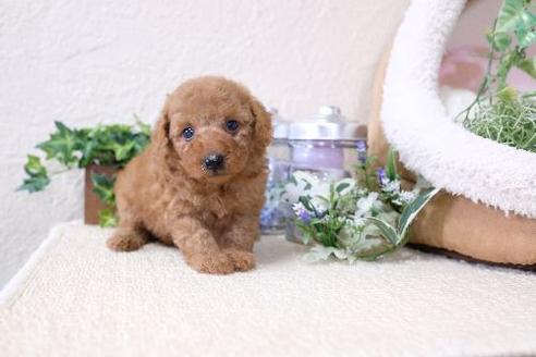 成約済の滋賀県のトイプードル-131413の3枚目