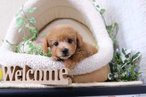 成約済の滋賀県のトイプードル-129921の1枚目