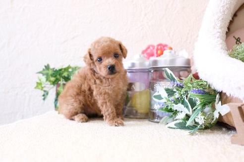 成約済の滋賀県のトイプードル-129921の3枚目