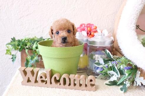 成約済の滋賀県のトイプードル-129921の2枚目