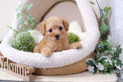 成約済の滋賀県のトイプードル-129922の1枚目