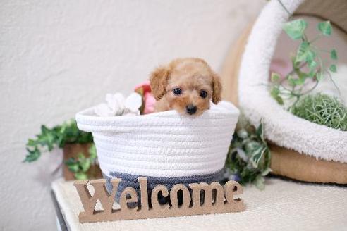 成約済の滋賀県のトイプードル-129922の5枚目