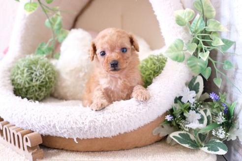 成約済の滋賀県のトイプードル-129922の3枚目