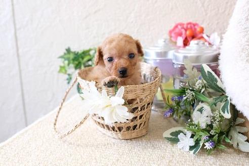 成約済の滋賀県のトイプードル-129922の2枚目