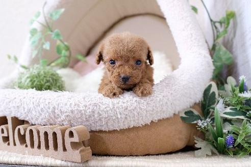 成約済の滋賀県のトイプードル-131414の3枚目