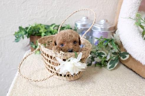 成約済の滋賀県のトイプードル-131415の1枚目