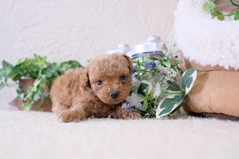 成約済の滋賀県のトイプードル-131415の3枚目