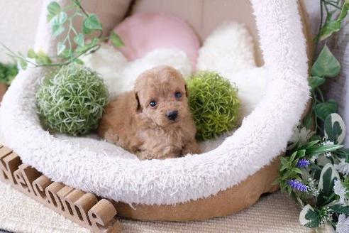 成約済の滋賀県のトイプードル-131417の1枚目