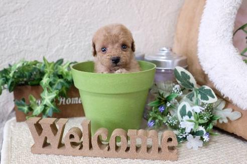 成約済の滋賀県のトイプードル-131417の3枚目