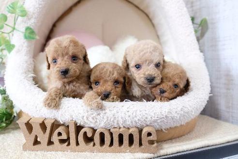 成約済の滋賀県のトイプードル-131417の2枚目