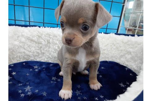 成約済の愛媛県のチワワ(スムースコート)-131535の6枚目