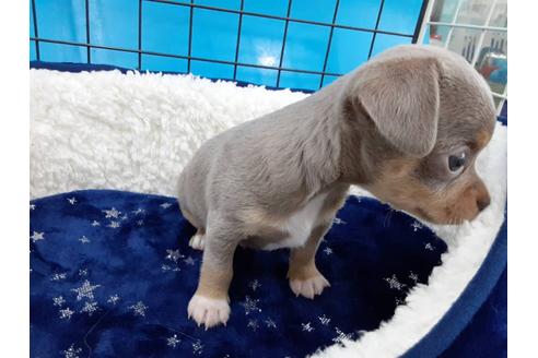 成約済の愛媛県のチワワ(スムースコート)-131535の4枚目