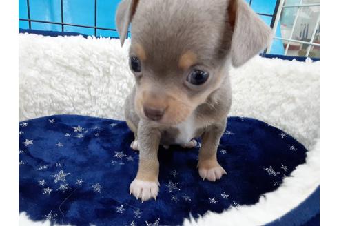 成約済の愛媛県のチワワ(スムースコート)-131535の3枚目
