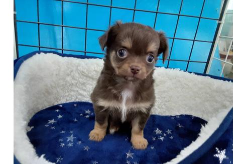 成約済の愛媛県のチワワ(ロングコート)-131536