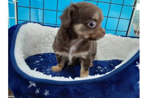 成約済の愛媛県のチワワ(ロングコート)-131536の5枚目