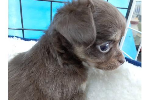 成約済の愛媛県のチワワ(ロングコート)-131536の4枚目