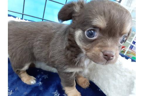 成約済の愛媛県のチワワ(ロングコート)-131536の3枚目