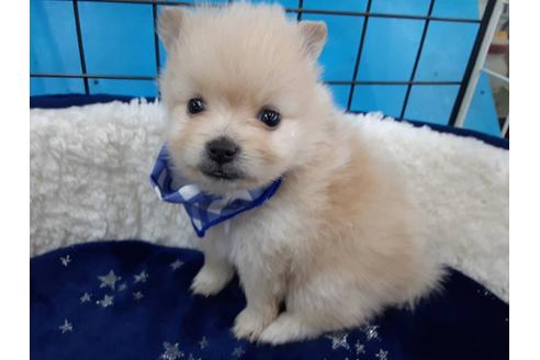 成約済の愛媛県のポメラニアン-131538の1枚目