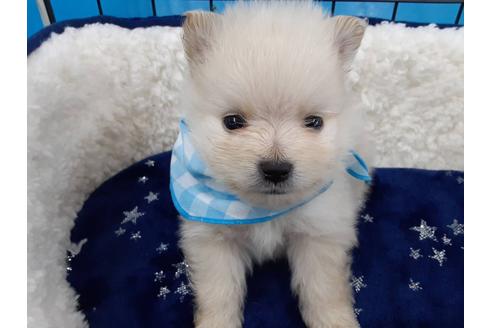 成約済の愛媛県のポメラニアン-131539の1枚目