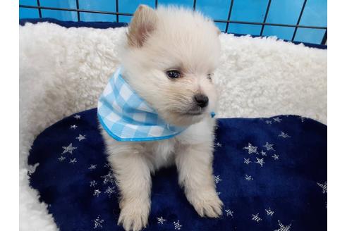 成約済の愛媛県のポメラニアン-131539の6枚目