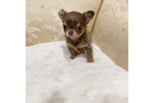 子犬