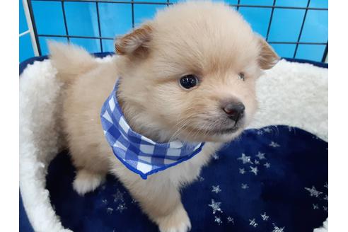 成約済の愛媛県のポメラニアン-131552の5枚目