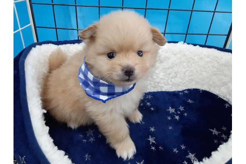 成約済の愛媛県のポメラニアン-131552の1枚目