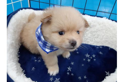 成約済の愛媛県のポメラニアン-131552の3枚目