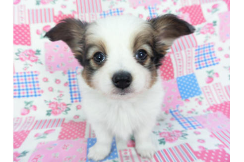 成約済の千葉県のパピヨン-130073の1枚目