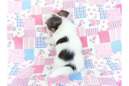 成約済の千葉県のパピヨン-130073の4枚目