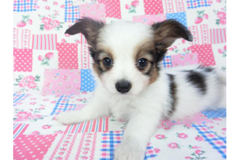 成約済の千葉県のパピヨン-130073の3枚目