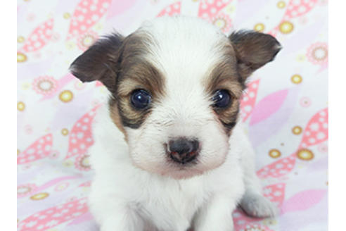 成約済の千葉県のパピヨン-130073の2枚目