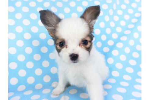 成約済の千葉県のパピヨン-129654の1枚目