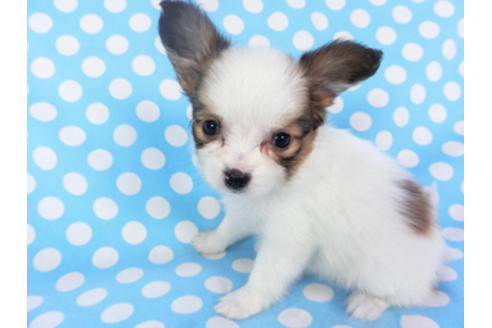 成約済の千葉県のパピヨン-129654の4枚目