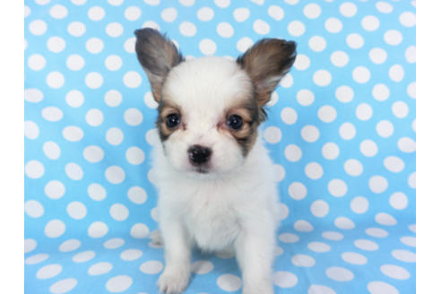 成約済の千葉県のパピヨン-129654の3枚目