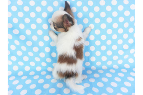 成約済の千葉県のパピヨン-129654の2枚目