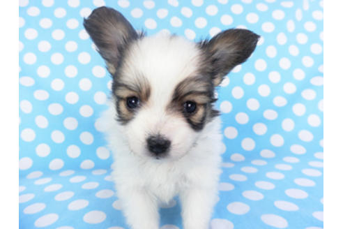 成約済の千葉県のパピヨン-130252の1枚目