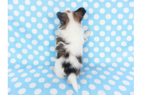 成約済の千葉県のパピヨン-130252の4枚目