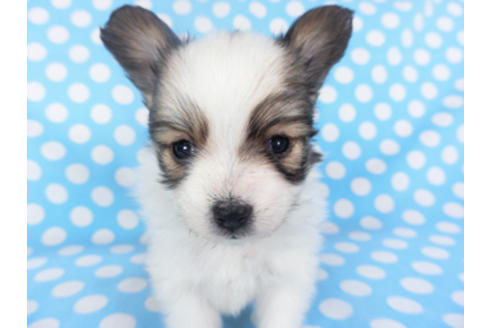 成約済の千葉県のパピヨン-130252の3枚目