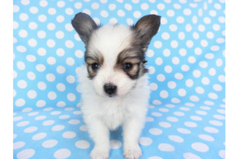 成約済の千葉県のパピヨン-130252の2枚目