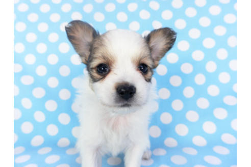 成約済の千葉県のパピヨン-130249