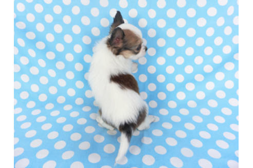 成約済の千葉県のパピヨン-130249の4枚目