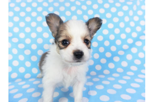 成約済の千葉県のパピヨン-130249の3枚目