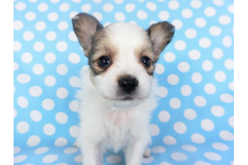 成約済の千葉県のパピヨン-130249の2枚目