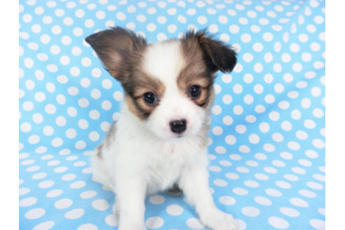 成約済の千葉県のパピヨン-129680の1枚目